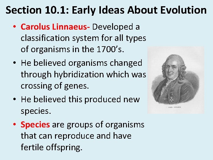 Section 10. 1: Early Ideas About Evolution • Carolus Linnaeus- Developed a classification system Section 10. 1: Early Ideas About Evolution • Carolus Linnaeus- Developed a classification system