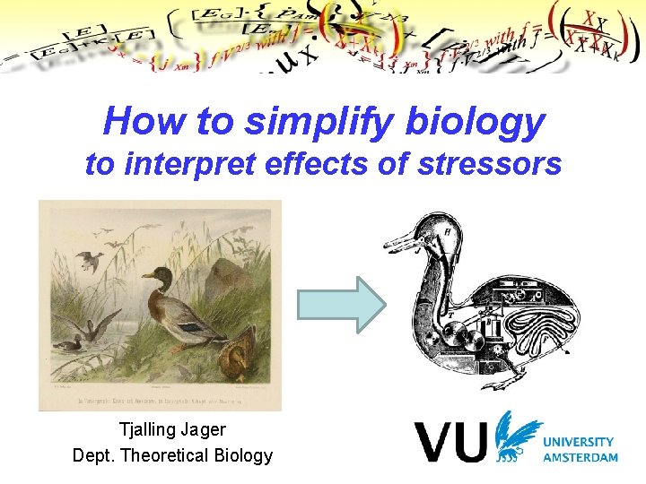 How to simplify biology to interpret effects of stressors Tjalling Jager Dept. Theoretical Biology