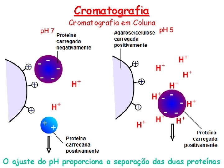 Cromatografia em Coluna O ajuste do p. H proporciona a separação das duas proteínas