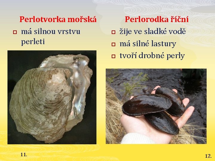 Perlotvorka mořská p má silnou vrstvu perleti p p p 11. Perlorodka říční žije