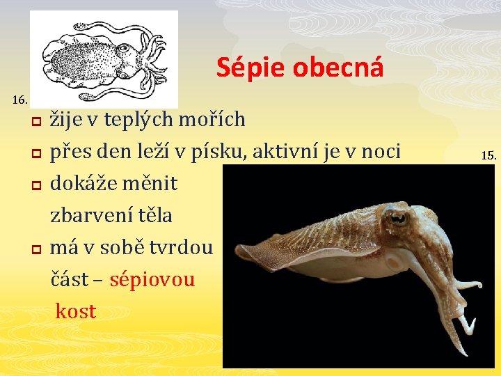 Sépie obecná 16. p p žije v teplých mořích přes den leží v písku,