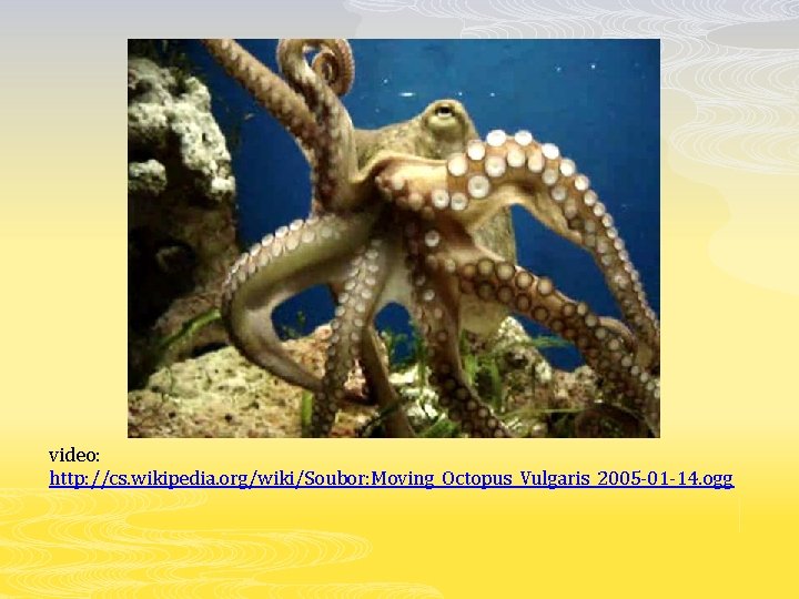 video: http: //cs. wikipedia. org/wiki/Soubor: Moving_Octopus_Vulgaris_2005 -01 -14. ogg 