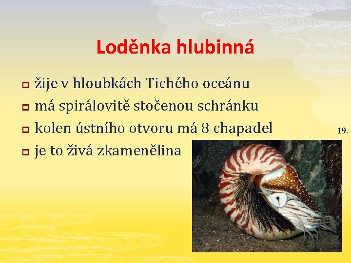 Loděnka hlubinná p p žije v hloubkách Tichého oceánu má spirálovitě stočenou schránku kolen