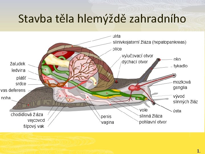 Stavba těla hlemýždě zahradního 1. 