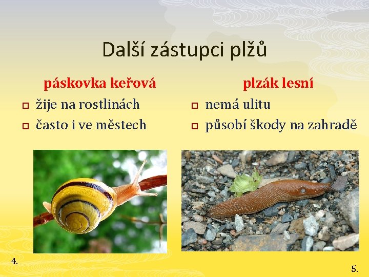 Další zástupci plžů p p 4. páskovka keřová žije na rostlinách často i ve