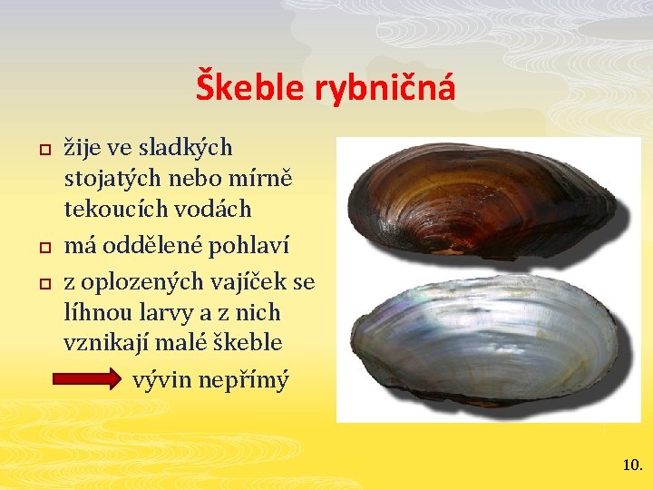 Škeble rybničná p p p žije ve sladkých stojatých nebo mírně tekoucích vodách má