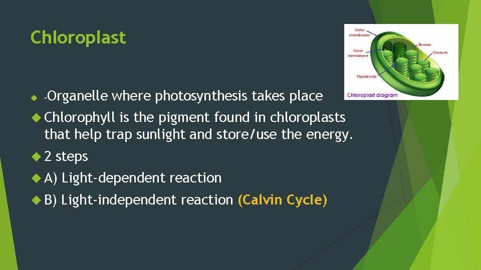 Chloroplast -Organelle where photosynthesis takes place Chlorophyll is the pigment found in chloroplasts that Chloroplast -Organelle where photosynthesis takes place Chlorophyll is the pigment found in chloroplasts that