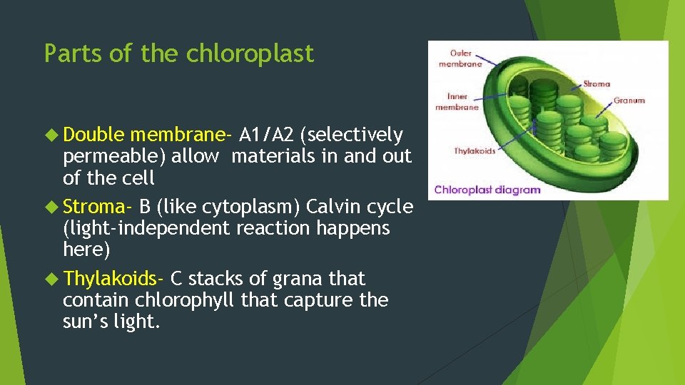 Parts of the chloroplast Double membrane- A 1/A 2 (selectively permeable) allow materials in Parts of the chloroplast Double membrane- A 1/A 2 (selectively permeable) allow materials in