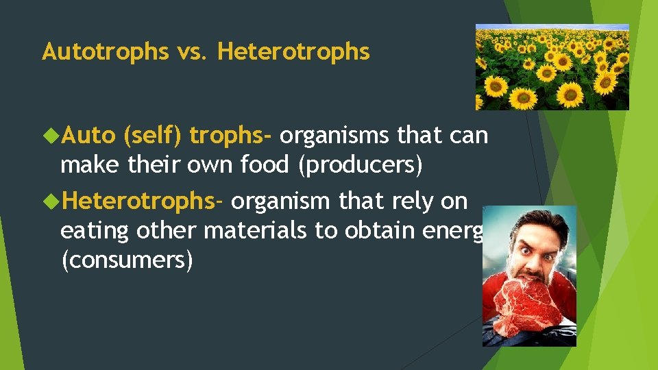 Autotrophs vs. Heterotrophs Auto (self) trophs- organisms that can make their own food (producers) Autotrophs vs. Heterotrophs Auto (self) trophs- organisms that can make their own food (producers)