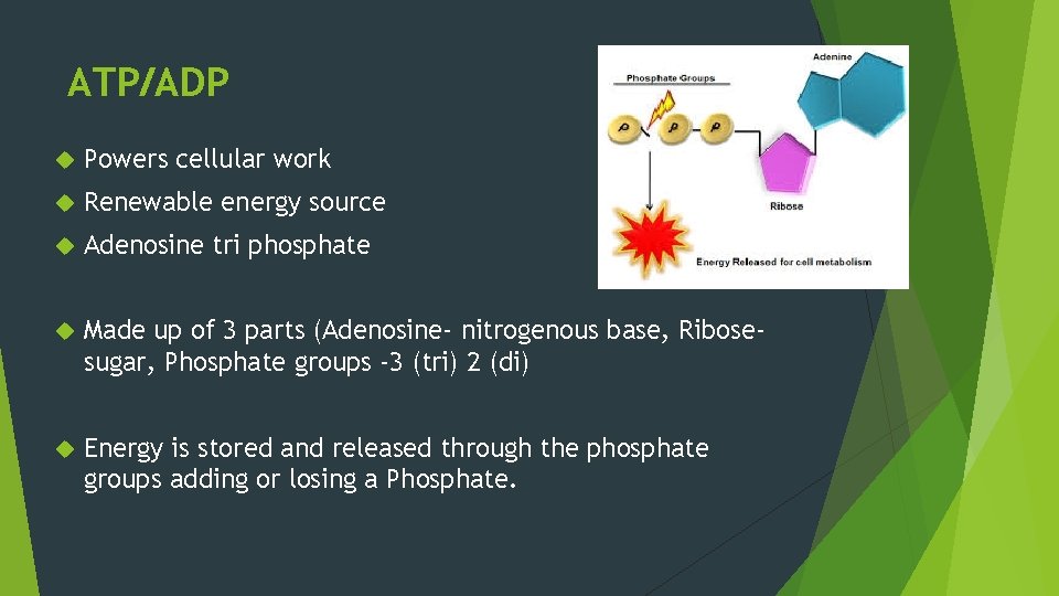 ATP/ADP Powers cellular work Renewable energy source Adenosine tri phosphate Made up of 3 ATP/ADP Powers cellular work Renewable energy source Adenosine tri phosphate Made up of 3