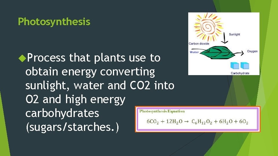 Photosynthesis Process that plants use to obtain energy converting sunlight, water and CO 2 Photosynthesis Process that plants use to obtain energy converting sunlight, water and CO 2