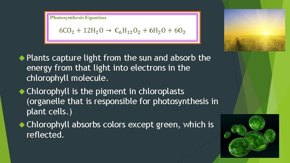 Plants capture light from the sun and absorb the energy from that light Plants capture light from the sun and absorb the energy from that light