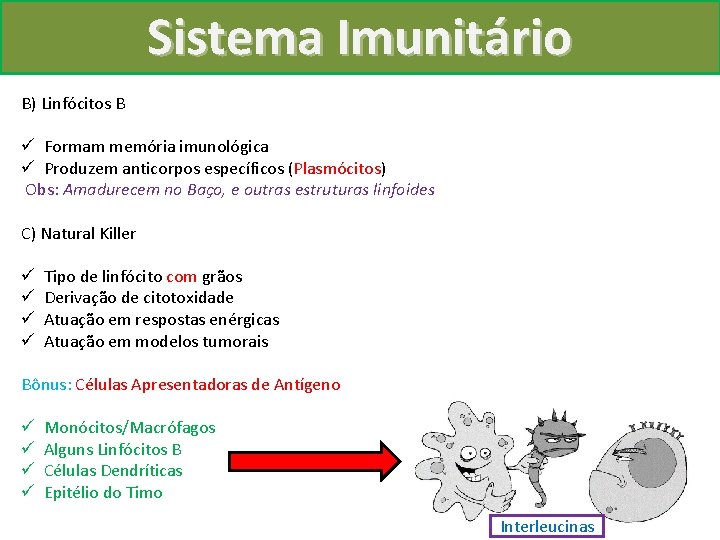 Sistema Imunitário B) Linfócitos B ü Formam memória imunológica ü Produzem anticorpos específicos (Plasmócitos)