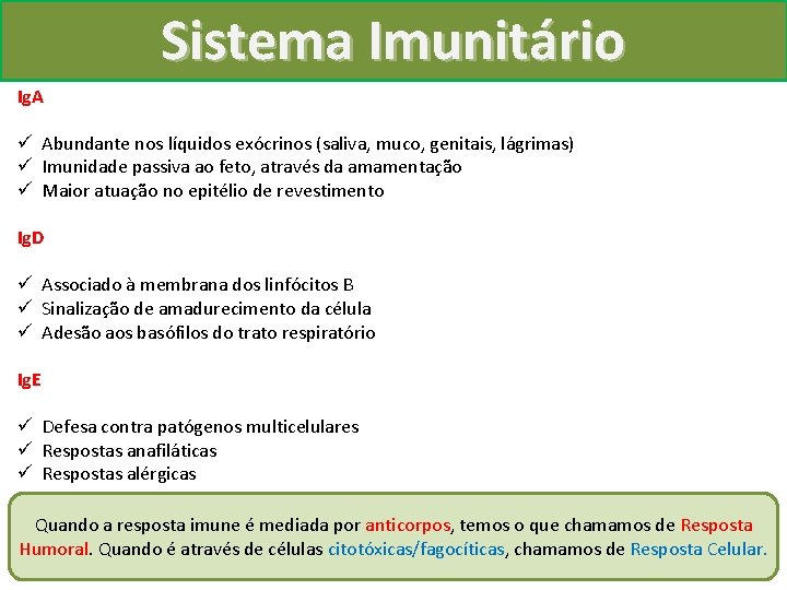 Sistema Imunitário Ig. A ü Abundante nos líquidos exócrinos (saliva, muco, genitais, lágrimas) ü
