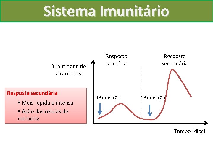 Sistema Imunitário Quantidade de anticorpos Resposta secundária § Mais rápida e intensa § Ação