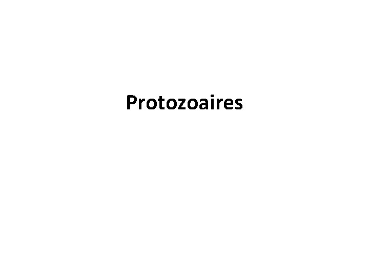 Protozoaires 