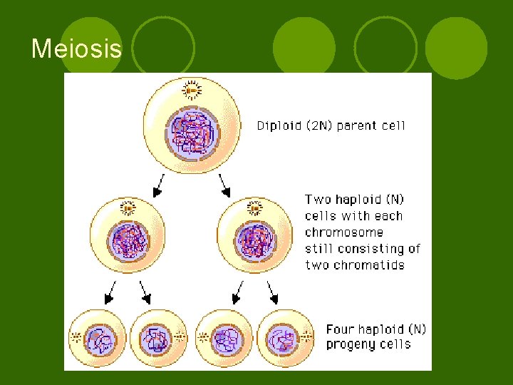 Meiosis 