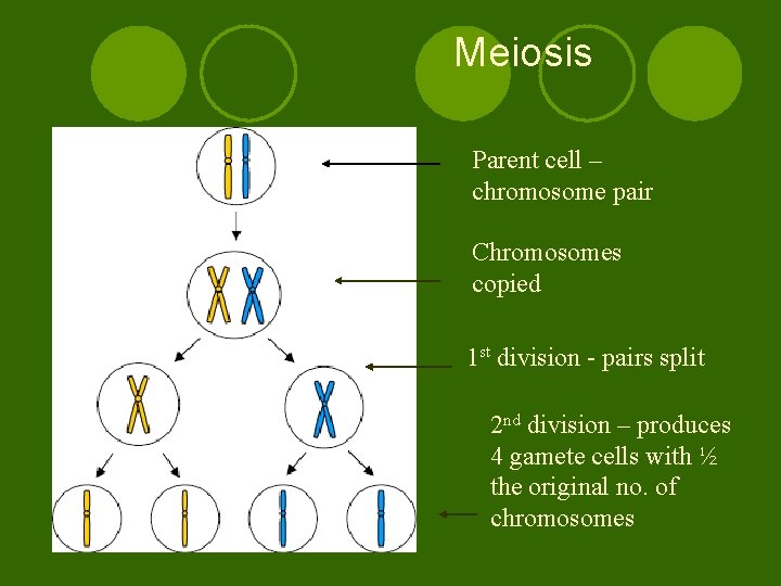 Meiosis Parent cell – chromosome pair Chromosomes copied 1 st division - pairs split