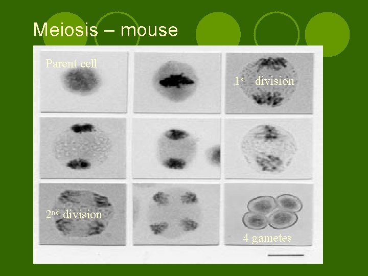 Meiosis – mouse Parent cell 1 st division 2 nd division 4 gametes 