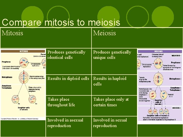 Compare mitosis to meiosis Mitosis Meiosis Produces genetically identical cells Produces genetically unique cells