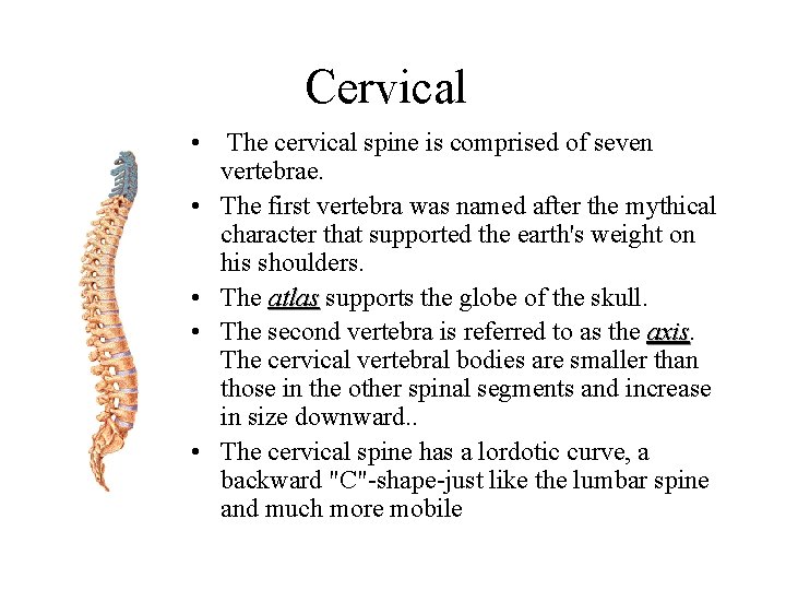 Cervical • The cervical spine is comprised of seven vertebrae. • The first vertebra