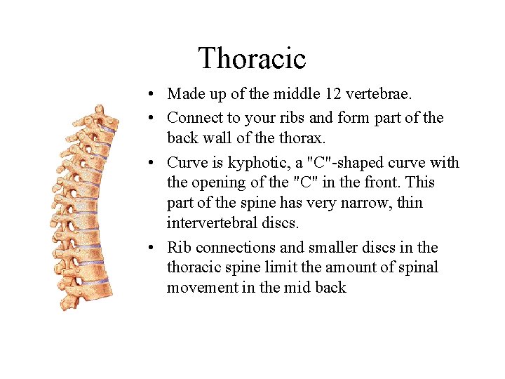 Thoracic • Made up of the middle 12 vertebrae. • Connect to your ribs