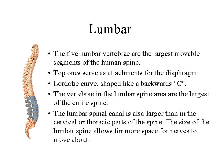 Lumbar • The five lumbar vertebrae are the largest movable segments of the human