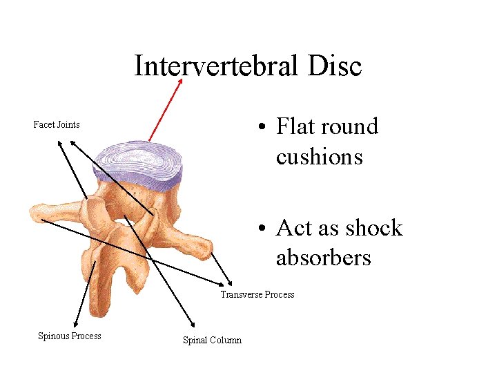 Intervertebral Disc • Flat round cushions Facet Joints • Act as shock absorbers Transverse