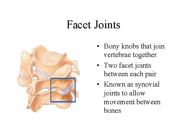 Facet Joints • Bony knobs that join vertebrae together • Two facet joints between