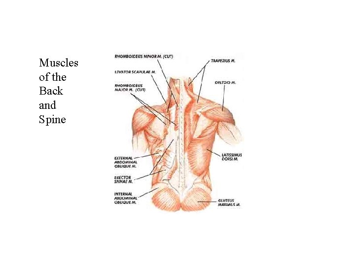 Muscles of the Back and Spine 