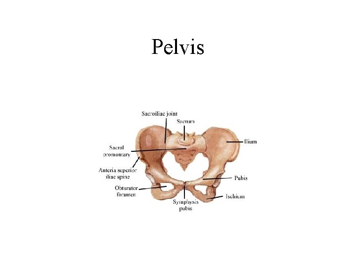 Pelvis 