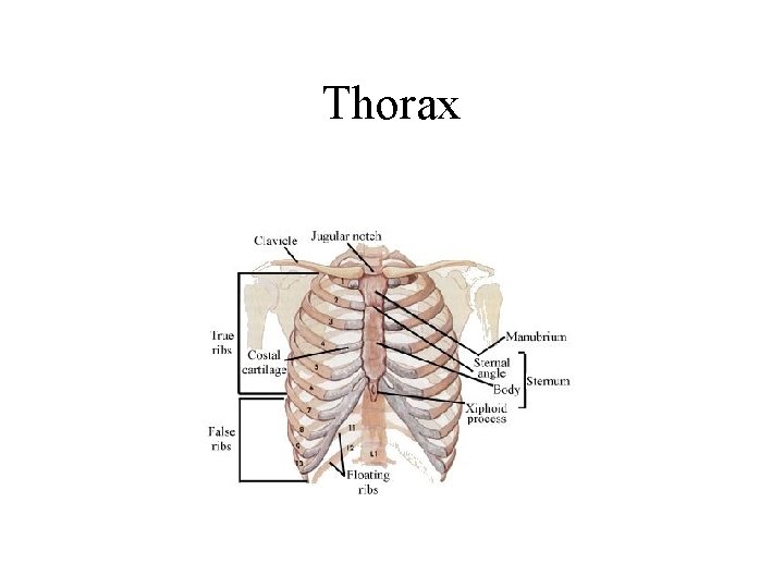 Thorax 