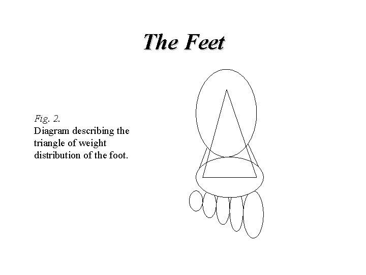 The Feet Fig. 2. Diagram describing the triangle of weight distribution of the foot.