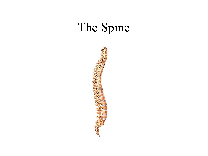 The Spine 