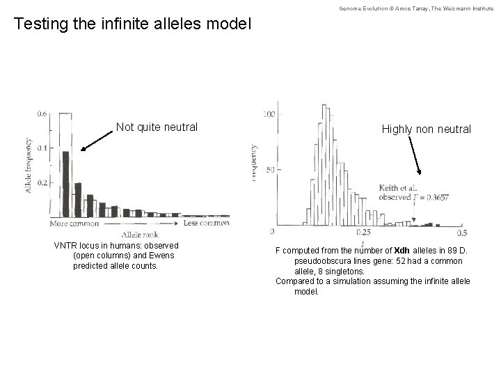 Genome Evolution © Amos Tanay, The Weizmann Institute Testing the infinite alleles model Figure