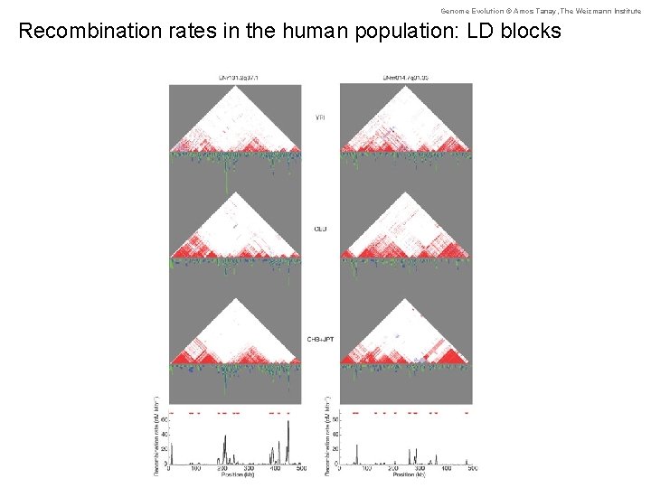 Genome Evolution © Amos Tanay, The Weizmann Institute Recombination rates in the human population: