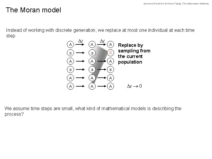 Genome Evolution © Amos Tanay, The Weizmann Institute The Moran model Instead of working