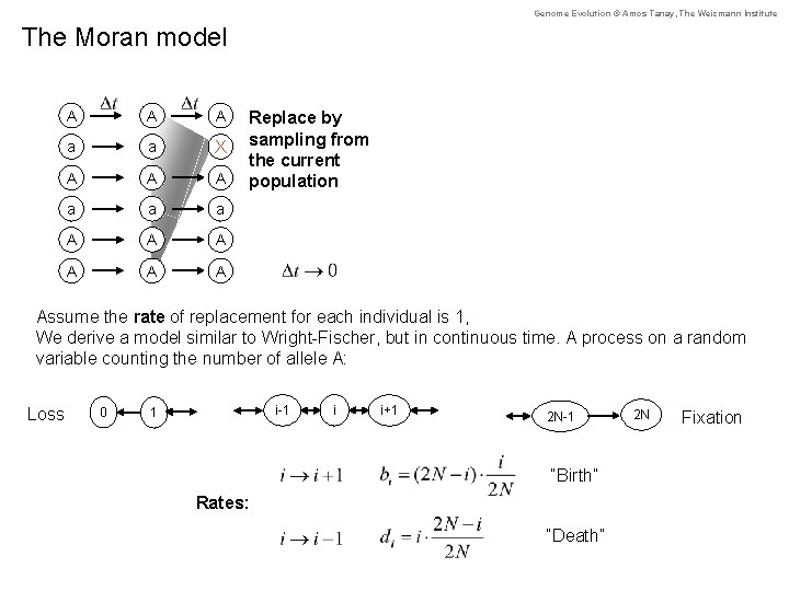 Genome Evolution © Amos Tanay, The Weizmann Institute The Moran model A A A