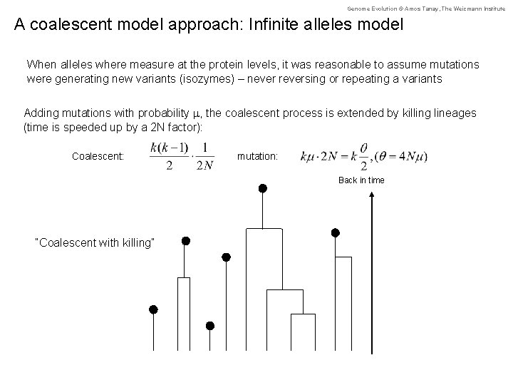 Genome Evolution © Amos Tanay, The Weizmann Institute A coalescent model approach: Infinite alleles