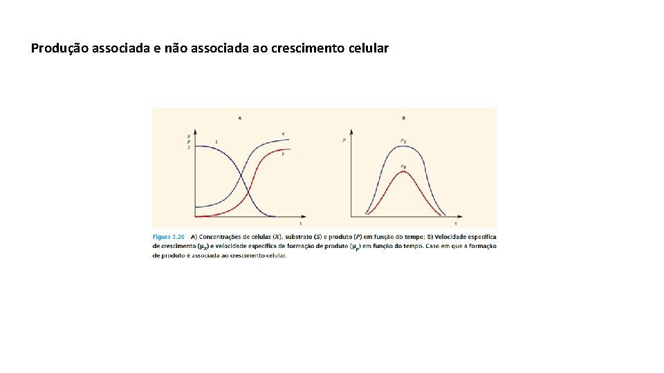 Produção associada e não associada ao crescimento celular 