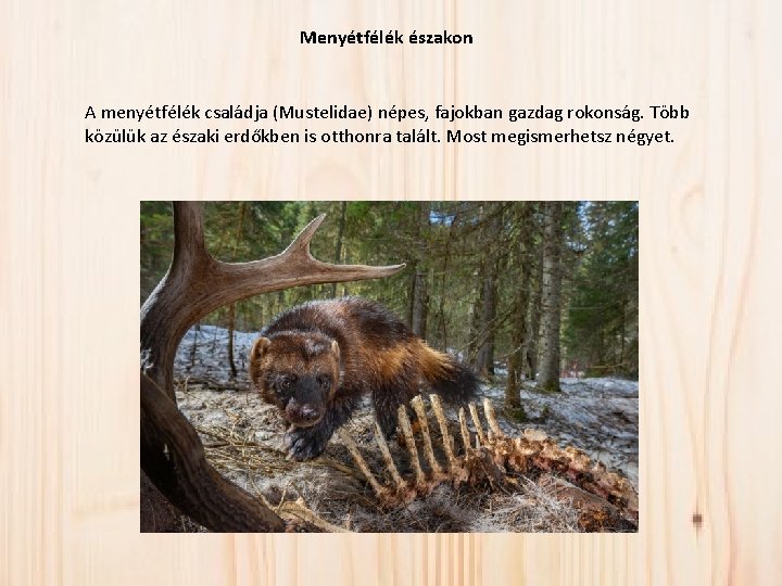 Menyétfélék északon A menyétfélék családja (Mustelidae) népes, fajokban gazdag rokonság. Több közülük az északi