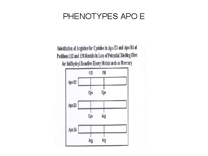 PHENOTYPES APO E 