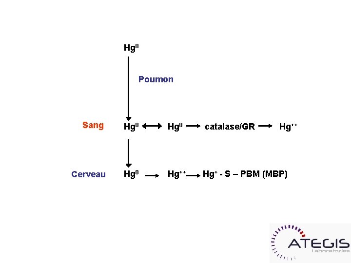 Hg 0 Poumon Sang Hg 0 catalase/GR Cerveau Hg 0 Hg++ Hg+ - S