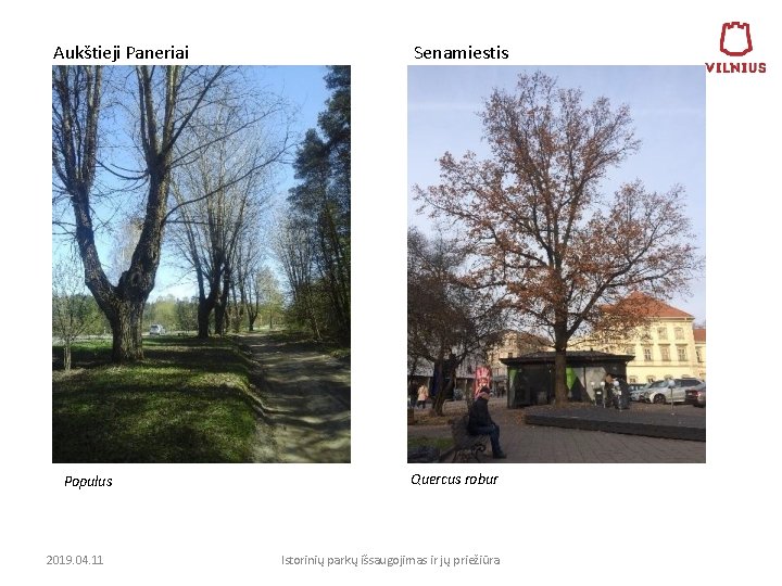 Aukštieji Paneriai Populus 2019. 04. 11 Senamiestis Quercus robur Istorinių parkų išsaugojimas ir jų