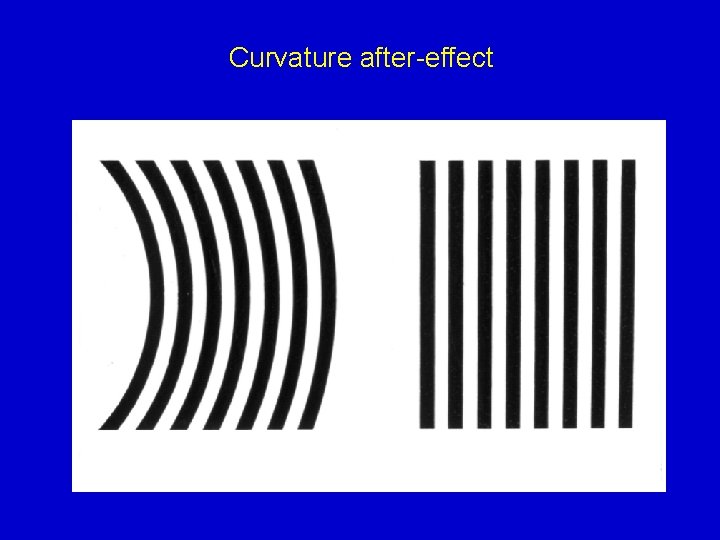 Curvature after-effect 
