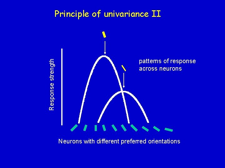 Response strength Principle of univariance II patterns of response across neurons Neurons with different