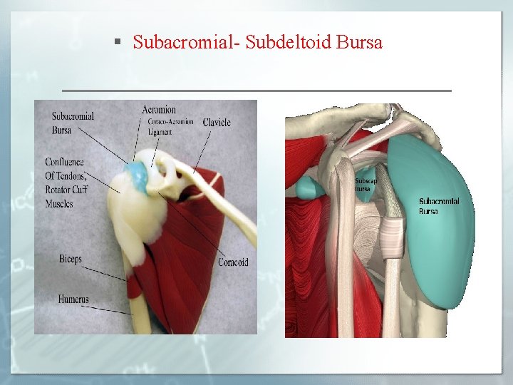 § Subacromial- Subdeltoid Bursa 