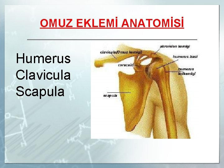 OMUZ EKLEMİ ANATOMİSİ Humerus Clavicula Scapula § Humerus § Clavicula § Scapula 