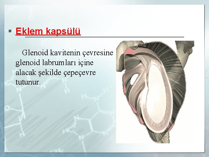 § Eklem kapsülü Glenoid kavitenin çevresine glenoid labrumları içine alacak şekilde çepeçevre tutunur. 