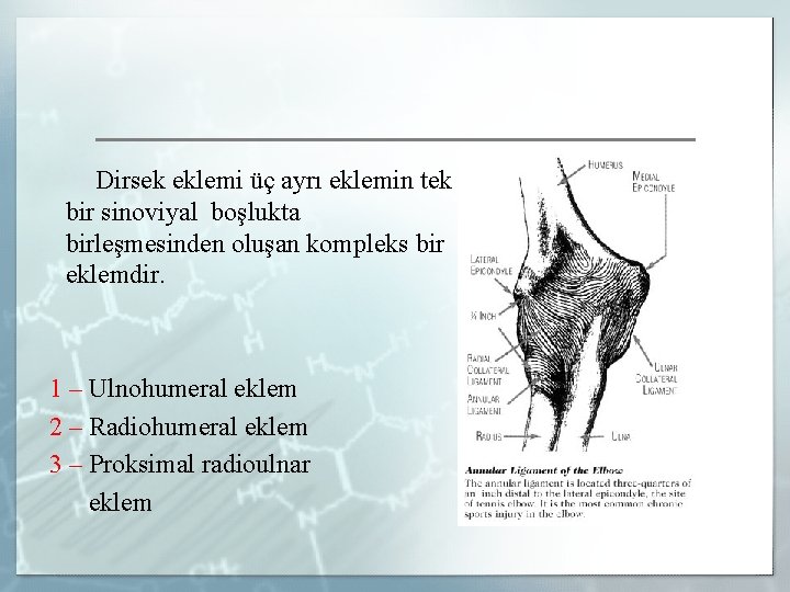 Dirsek eklemi üç ayrı eklemin tek bir sinoviyal boşlukta birleşmesinden oluşan kompleks bir eklemdir.